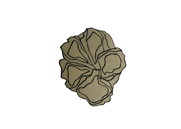 Flora in Desert Shadow