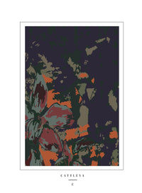 cattleya